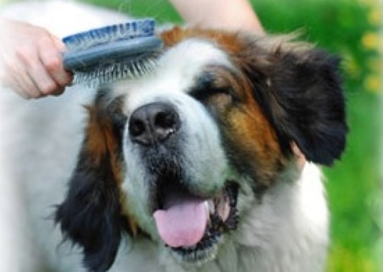 Grooming 1 Grooming 1