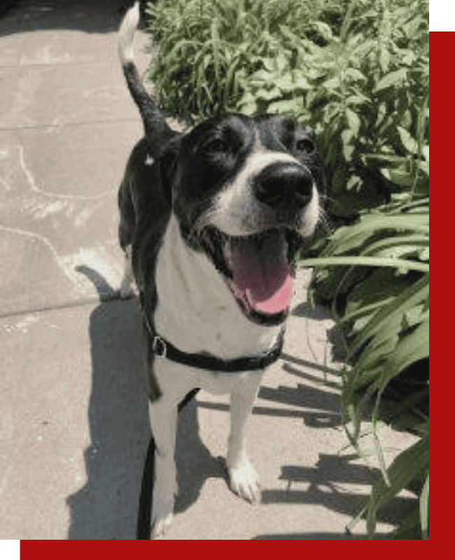Happy dog during a dog walking service in Chicago’s Lakeview neighborhood