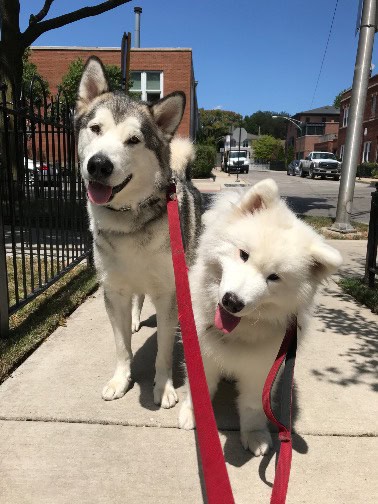2 dogs enjoying customized walk experiences in chicago during dog walking service Our standard dog walk client posing for a photo in chicago