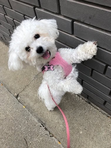 Coco-Cuilio-puppy in chicago enjoying a walk during puppy package visit Our standard dog walk client posing for a photo in chicago
