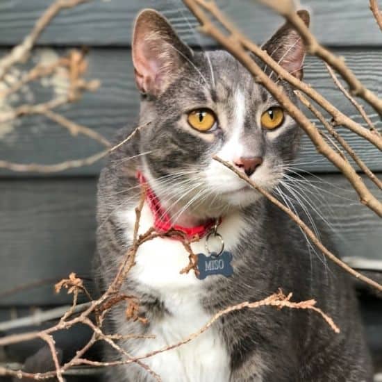 Were there pet care services cat care Were there pet care services dog walks