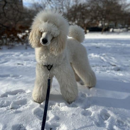 Were there pet care services dog walks Were there pet care services dog walks
