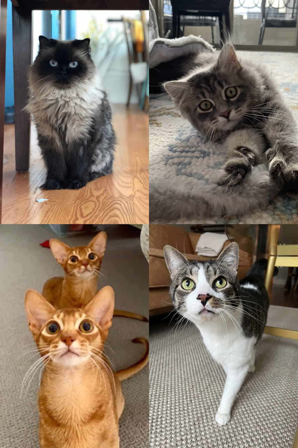 collage of Chicago's Feline-Friendly Pet Care Solution! Chicago's Feline-Friendly Pet Care Solution!