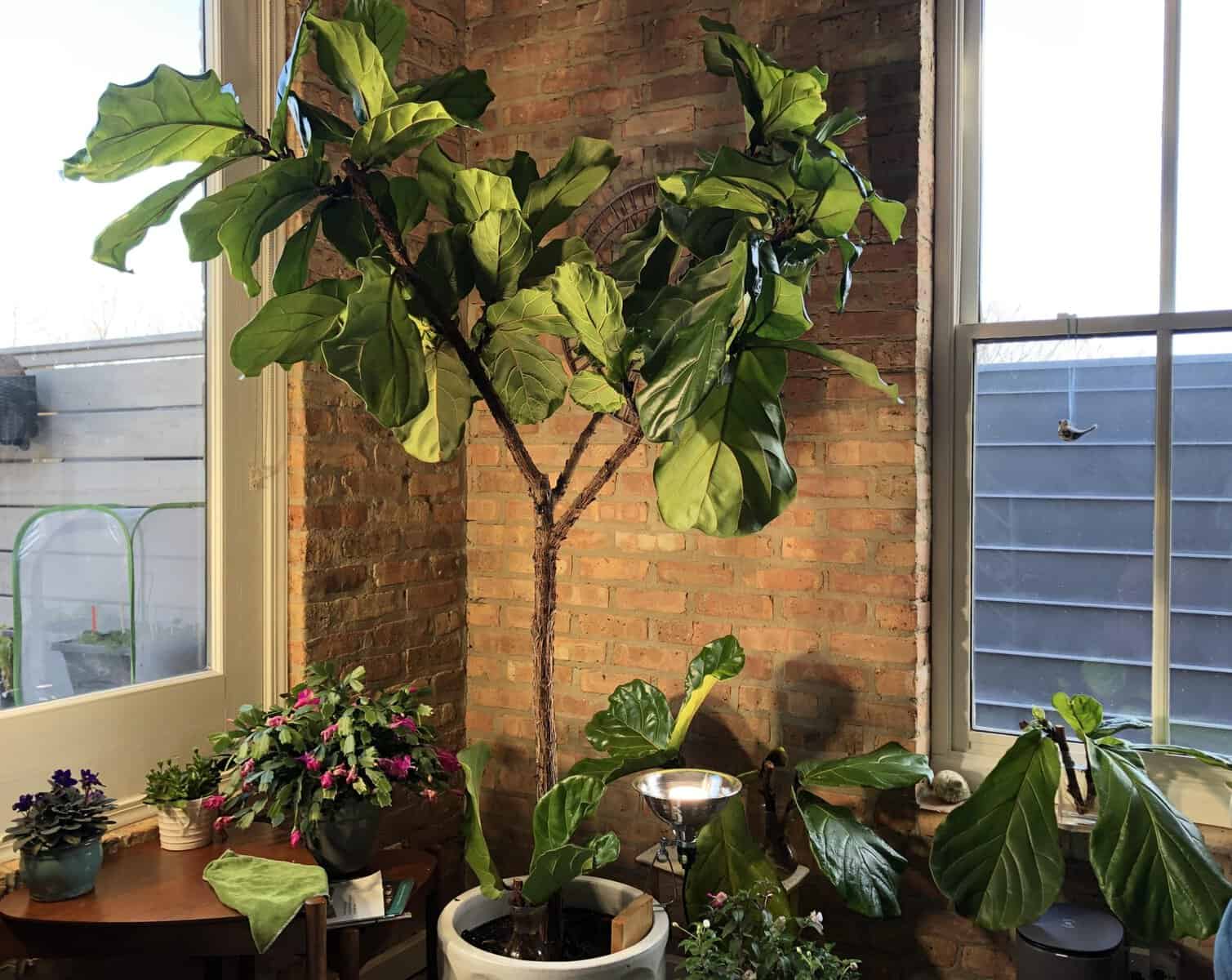 plant care in chicago while youre away Plants are important too! We'll take care of them while you're away!