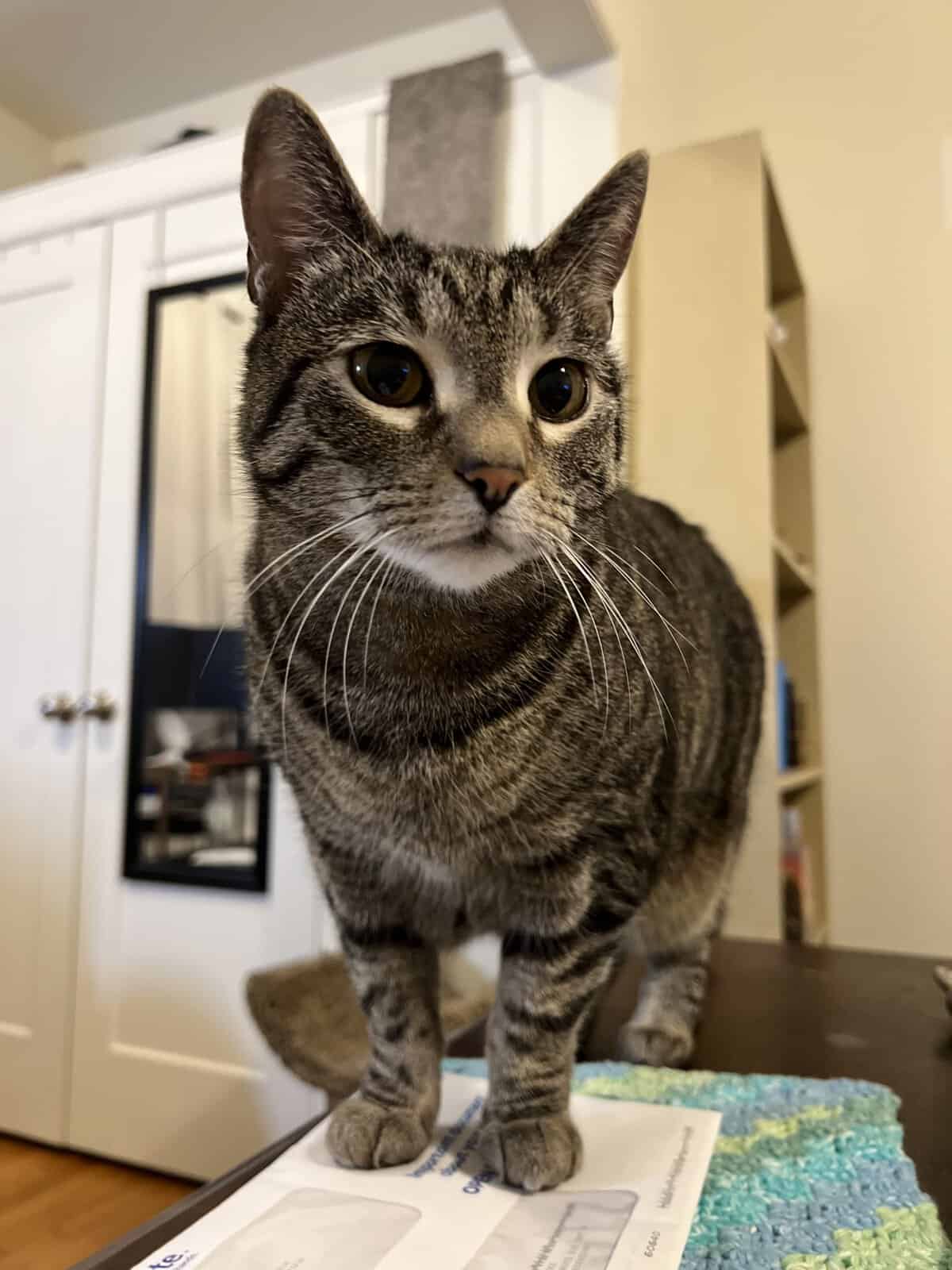 pretty cat looking for cuddles during a pet sitting visit in chicago pretty cat looking for cuddles during a pet sitting visit in chicago