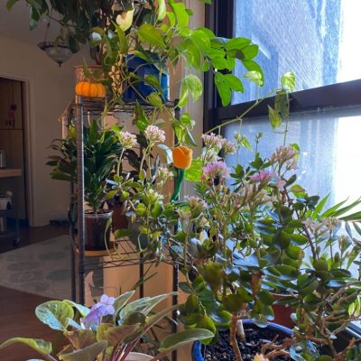 plantcare plantcare